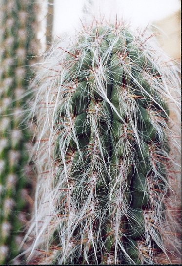 Old Man of the Andes